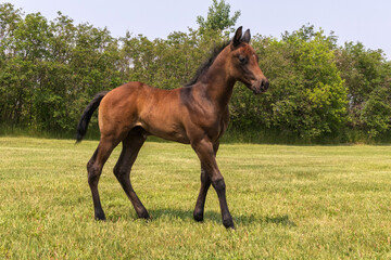 Side view of a brown foal standing on green grass in front of a tree area outdoors on a farm.