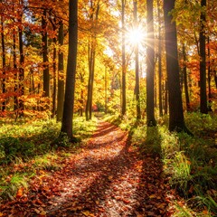 Obraz premium 제목: Balanced Light on a Vibrant Trail설명: A harmonious square image showcasing the balance of vibrant life and strong light along an inviting forest path in autumn.