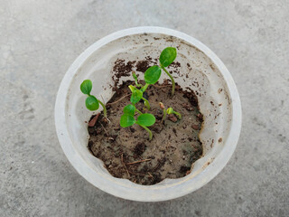 papaya small plant growing in disposal glass. Papaya seedlings in the garden waiting to be planted