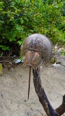 Ancient Horseshoe Crab on the Shore