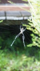 Spider in the Borneo Island