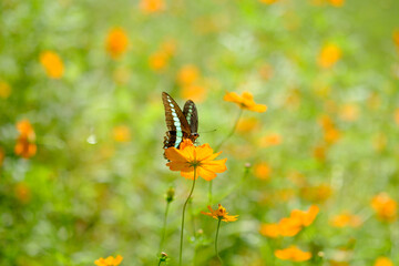 アオスジアゲハ