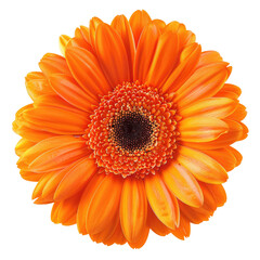 Close-up of vibrant orange gerbera daisy