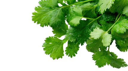 Fresh cilantro leaves on a white isolate background.