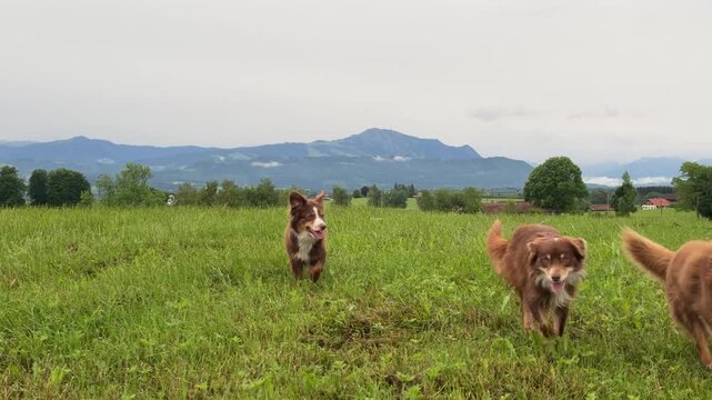 Three dogs are walking in a field with a mountain in the background