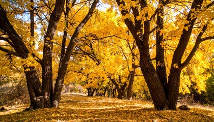 Autumnal forest path lined with golden trees