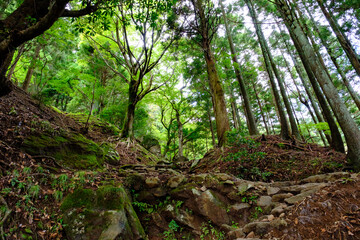 木々生い茂る登山道