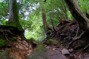 森, 木, 自然, 緑, アウトドア, ナチュラル, 風景