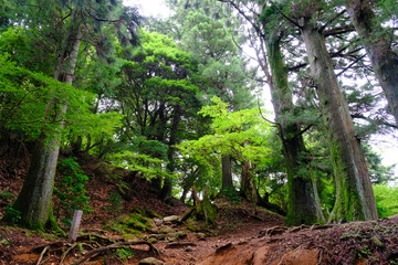 木々生い茂る登山道