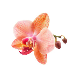 Close-up of a peach-orange orchid.  Soft, delicate petals with subtle pink highlights.  A vibrant bloom set against a black background