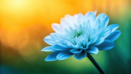 Obraz premium Beautiful blue Chrysanthemum flower, close-up, sunny background, blooming plant