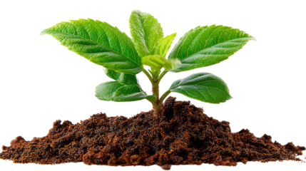 Emerging Green: Witnessing the birth of new life as a vibrant young plant sprouts from fertile earth. A symbol of growth, renewal, and the wonders of nature.