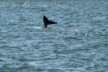 Whale tail above water in the Atlantic Ocean