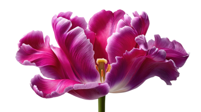 Radiant Bloom: A close-up captures the vibrant hues and intricate details of a single, fully bloomed tulip, showcasing nature's artistry.