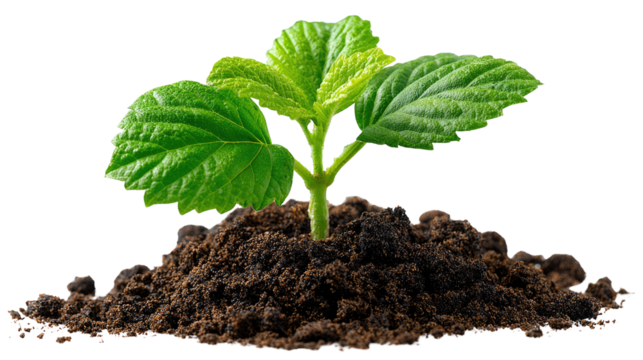 Emergence of a New Beginning: A verdant sprout, symbolizing growth and potential, breaks through a mound of rich, fertile soil, representing the promise of new life and sustainable beginnings.