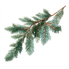 Evergreen branche illustration transparent background.