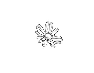 Sketch illustration black and white outline drawing of a single isolated flower daisy drawn by hand on a white background	