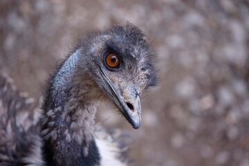 neugierig schauender Emu