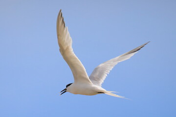 Isolated flying tern in french Brittany