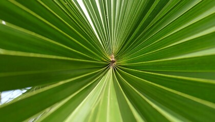 Obraz premium Close-up of vibrant palm frond veins