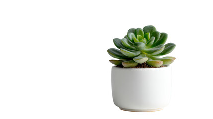 Succulent plant in a white pot, vibrant green leaves, isolated on a white background.
