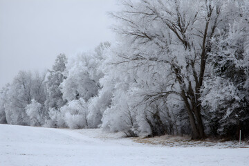 Obraz premium Frozen Snowfall with Trees