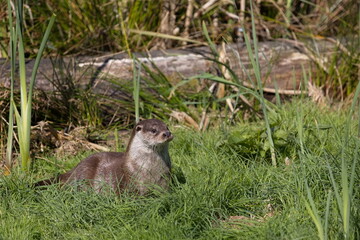 Otter ruht sich aus