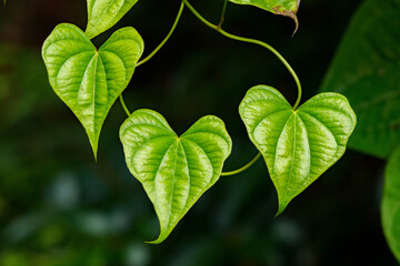 木漏れ日に輝く若葉