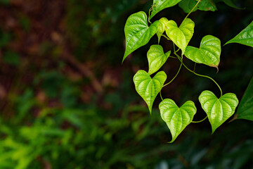 木漏れ日に輝く若葉