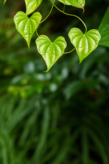 木漏れ日に輝く若葉