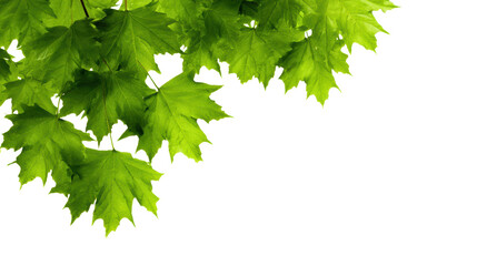 Vibrant green leaves on a white isolated background, perfect for nature-themed designs.