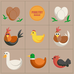 Flat illustration of various poultry animals and eggs arranged in a 3x3 grid, featuring rooster, hen, chick, duck, goose, songbird, and “Poultry Animal” label.
