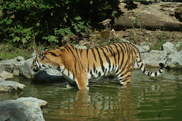 Fototapeta premium tiergaren straubing