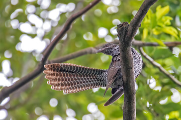 Asian Koel, Kathmandu Valley, Nepal