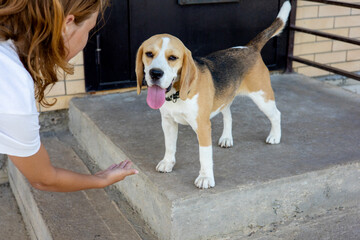 Friendly beagle greets owner on concrete steps during sunny day in urban setting
