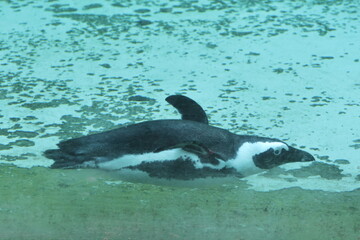 Naklejka premium tiergaren straubing