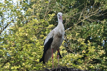 tiergaren straubing