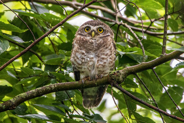 Spotted Owlet, Kathmandu Valley, Nepal