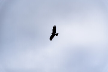 Silhouette of a hawk soaring in a cloudy sky
