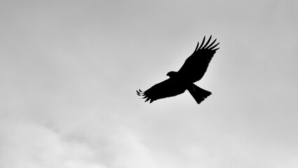 Silhouette of a hawk soaring in a cloudy sky