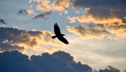 Bird soars through sunset clouds