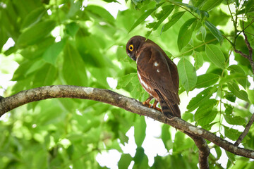 神社の鎮守の森や身近な公園でも見られる人気のあるかわいらしいフクロウの仲間、アオバズク