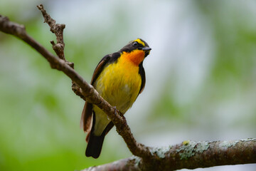 初夏に山で出会える色鮮やかな美しい小鳥、アウトドアで人気のあるキビタキ
