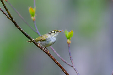 身近な公園や初夏の高原で出会える小さなかわいらしい野鳥、夏鳥のセンダイムシクイ