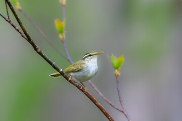 身近な公園や初夏の高原で出会える小さなかわいらしい野鳥、夏鳥のセンダイムシクイ