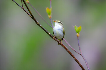 身近な公園や初夏の高原で出会える小さなかわいらしい野鳥、夏鳥のセンダイムシクイ