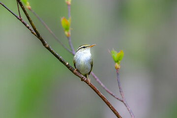 身近な公園や初夏の高原で出会える小さなかわいらしい野鳥、夏鳥のセンダイムシクイ