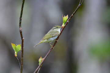 身近な公園や初夏の高原で出会える小さなかわいらしい野鳥、夏鳥のセンダイムシクイ