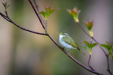 身近な公園や初夏の高原で出会える小さなかわいらしい野鳥、夏鳥のセンダイムシクイ