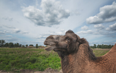 Camels in the wild in Ukraine, Eastern Europe